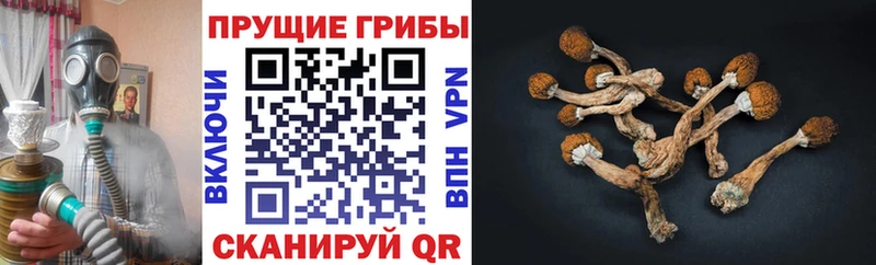 Галлюциногенные грибы мухоморы  Щигры 